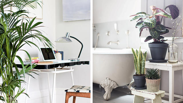 Rental Home Plants Rental Home Plants